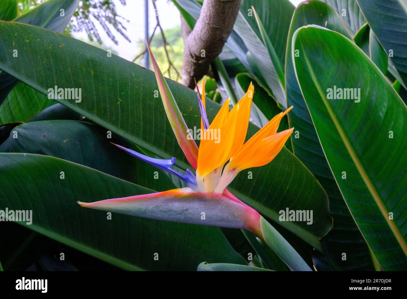 Strelitzia reginae, crane flower, bird of paradise, Strelitziaceae. Madeira botanical garden Stock Photo