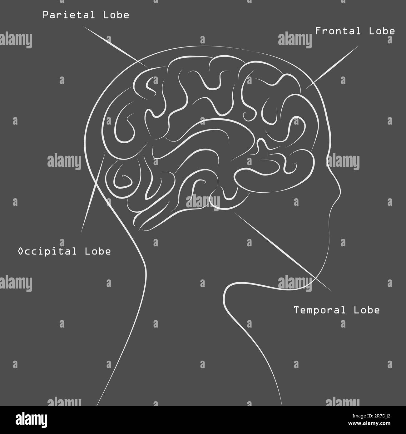 An image of a blackboard human brain map drawing. Stock Vector