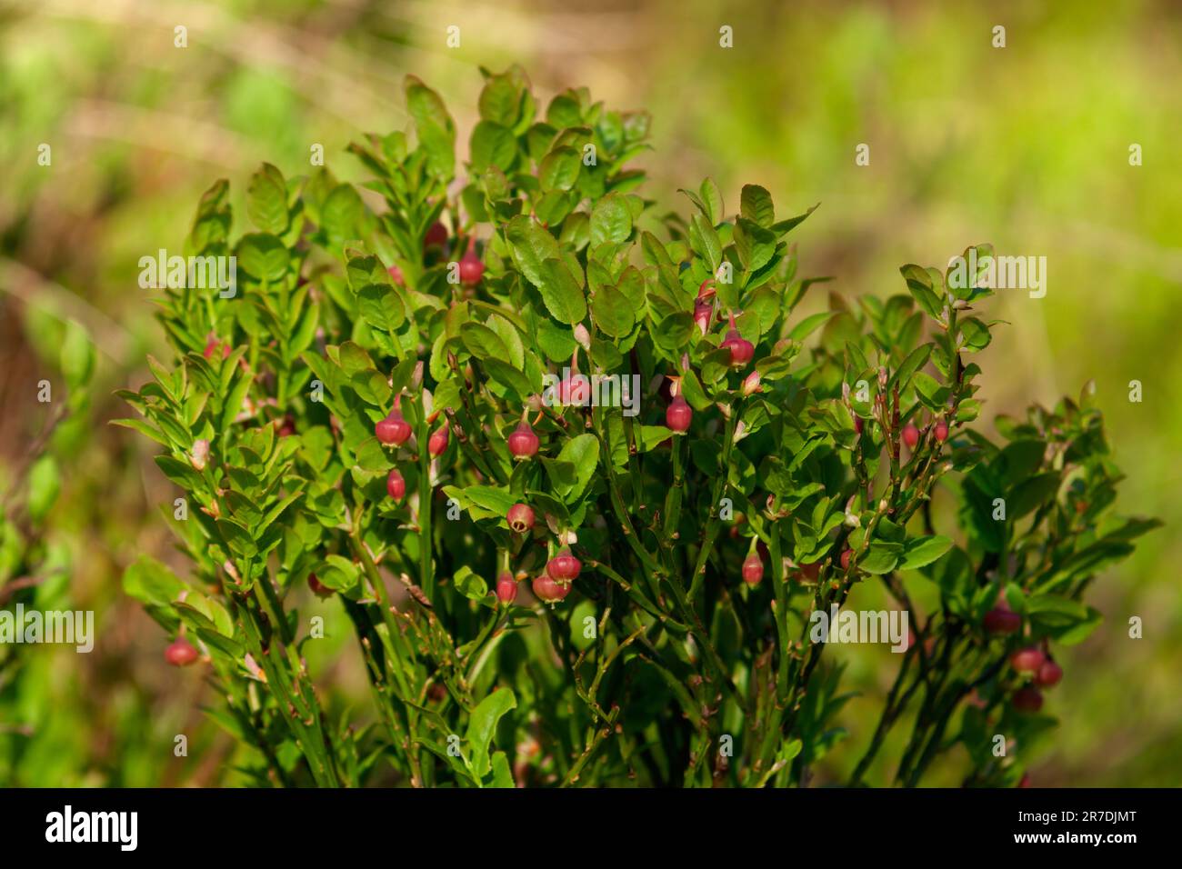 unripe fruits of the blueberries at a sunny summer morning on the mountains Stock Photo