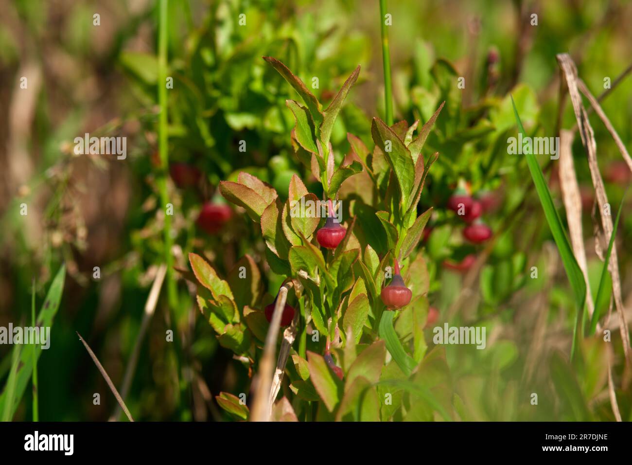 unripe fruits of the blueberries at a sunny summer morning on the mountains Stock Photo