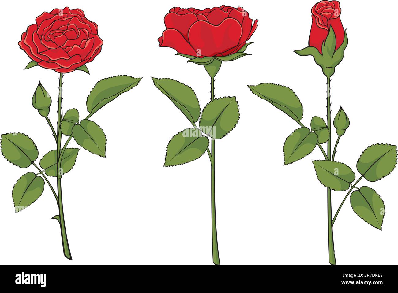 Illustration of three red roses isolated on white background. Stock Vector