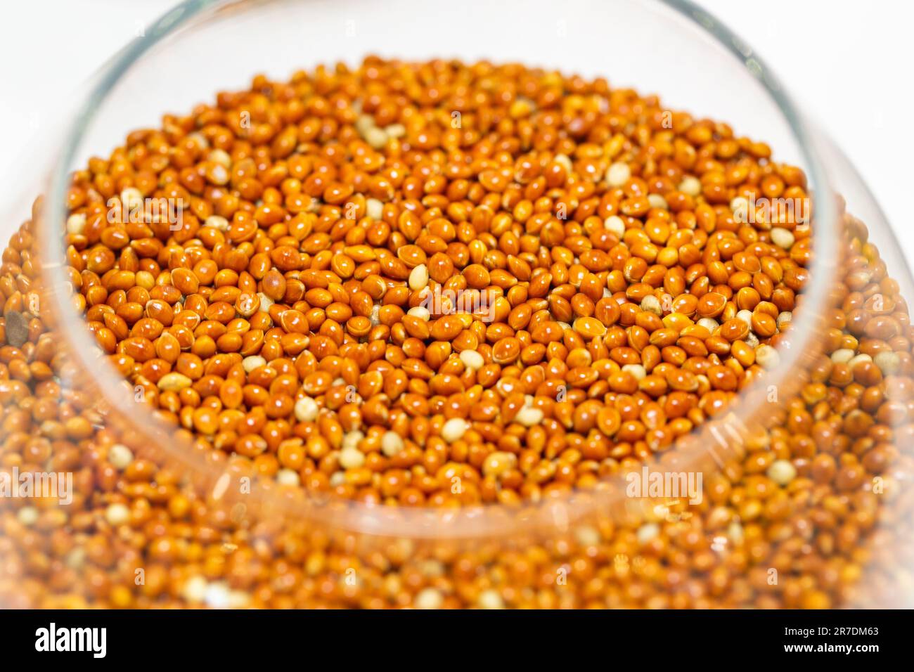 Closeup of millet seeds in a glass jar. It is also known as millet kodo, ragi, nachani Stock