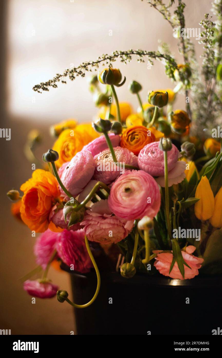 Pink Orange Ranunculus Orange and pink Ranunculus flowers Stock Photo - Alamy