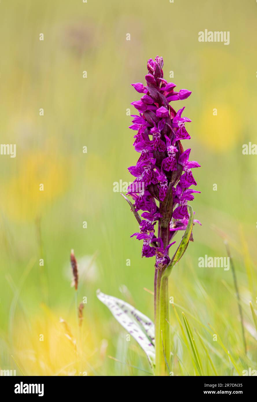 Portraid Western marsh orchid - Dactylorhiza majalis - in Swiss Alps Stock Photo