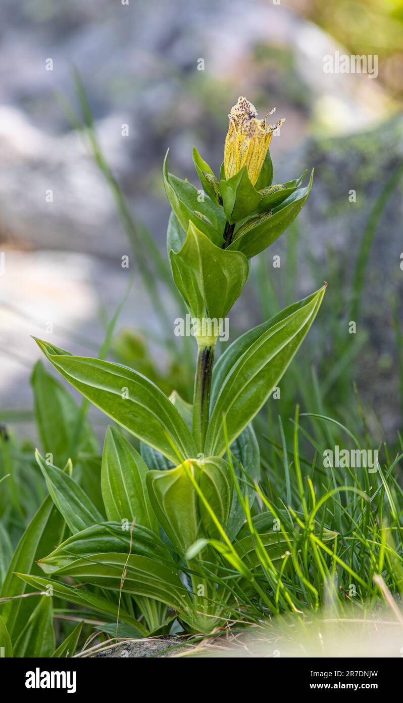 Gentiana punctata - the spotted gentian in swiss alps Stock Photo