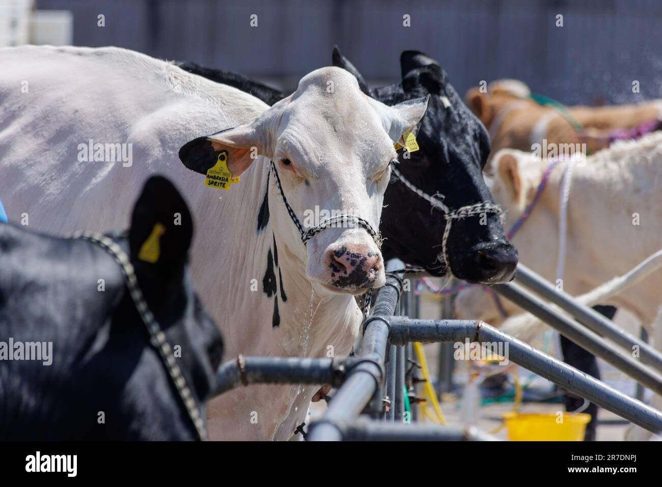 Royal Bath and West Show 2023, Bath and West showground, Somerset Stock