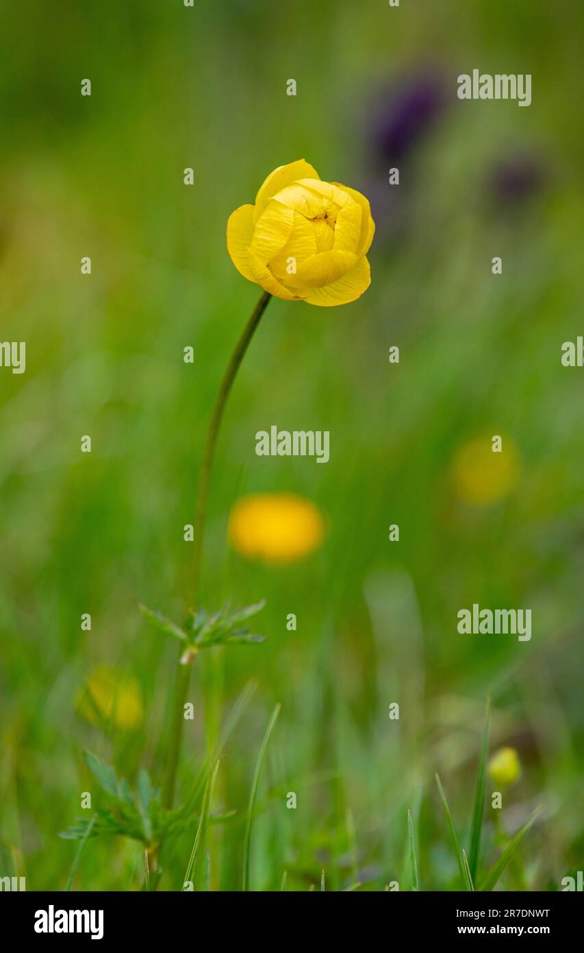 Close-up of a beautiful yellow Globeflower, Trollius europaeus shot in swiss alps. Stock Photo