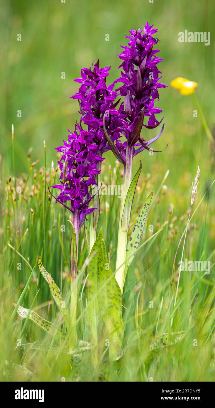 Portraid Western marsh orchid - Dactylorhiza majalis - in Swiss Alps Stock Photo