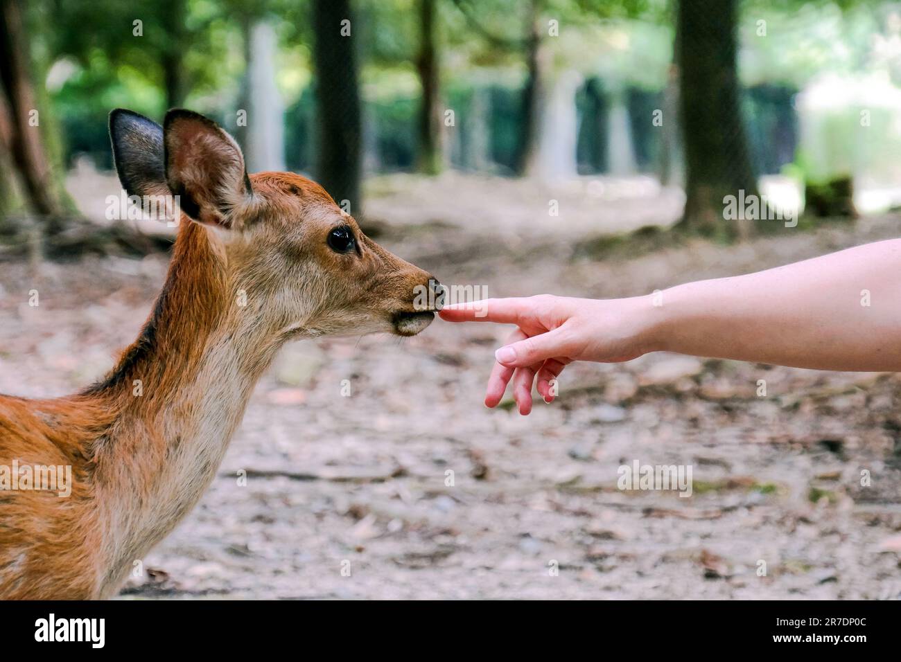 A curious sacred deer at Nara Park, Japan, approaches a woman who reaches out and touches it. Stock Photo
