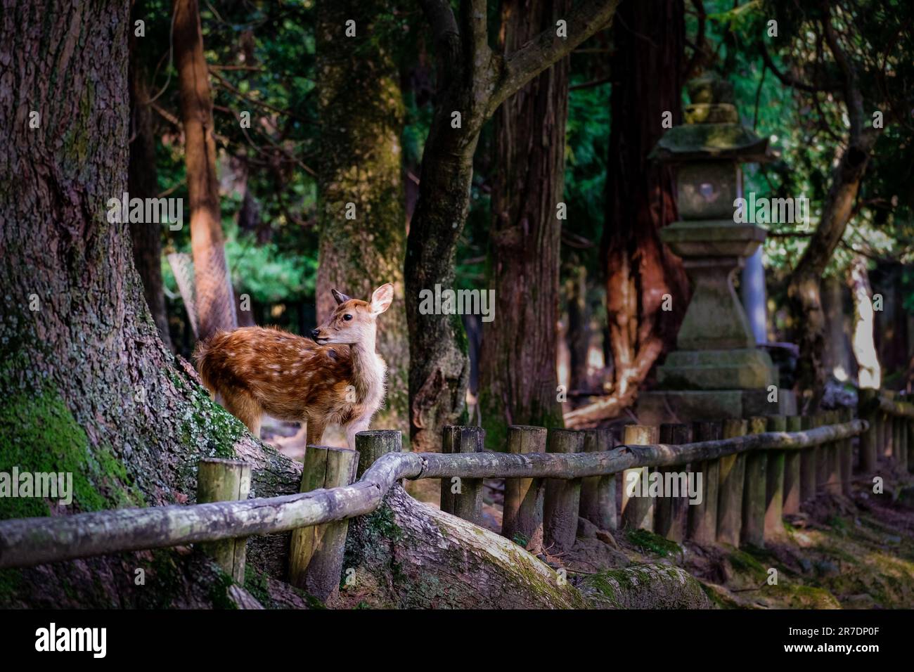 A single sacred deer walking through Nara park, Japan, amongst the trees and ancient temple. Stock Photo