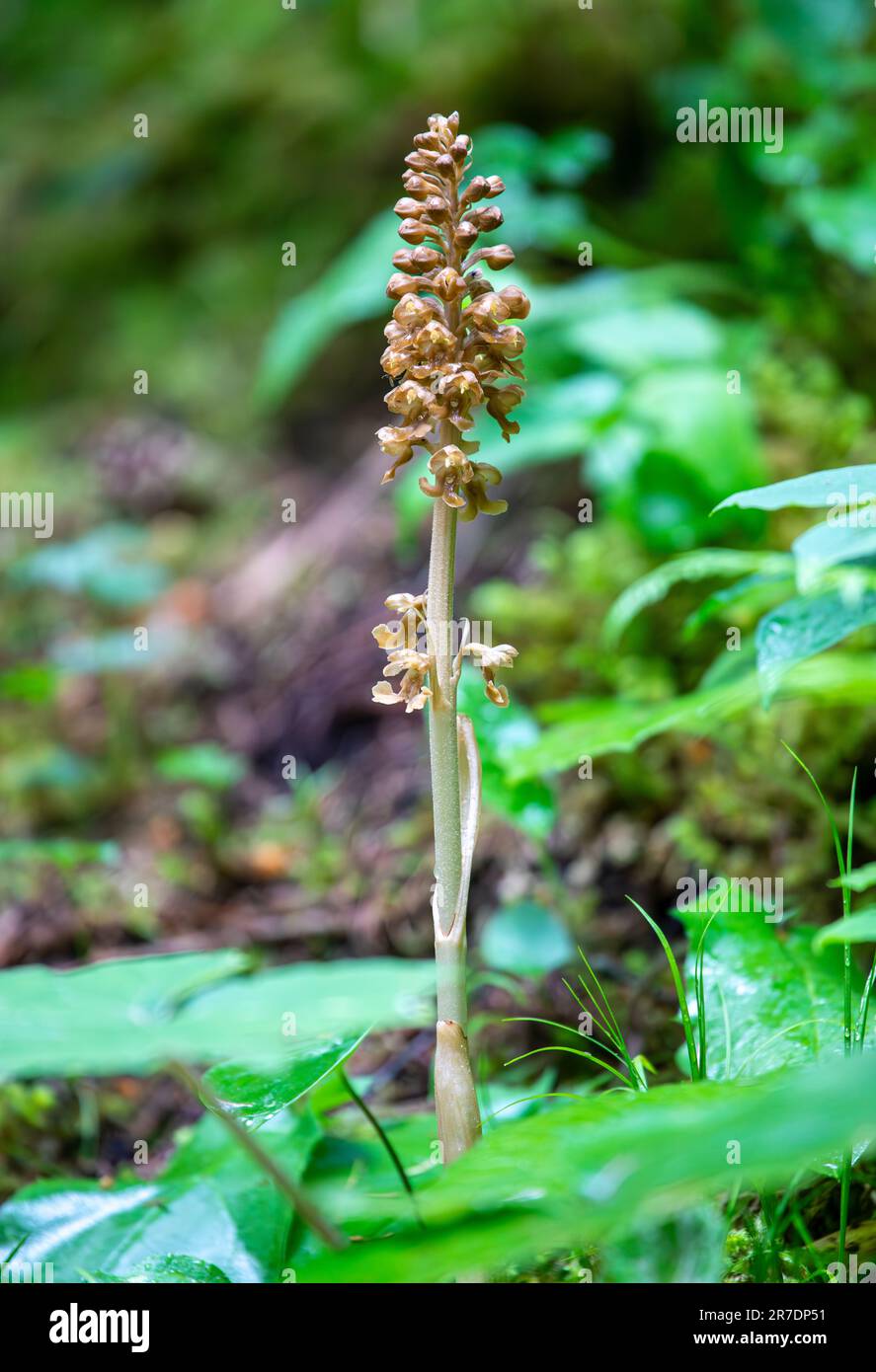 Neottia nidus-avis or bird's-nest orchid in Swiss Alps Stock Photo