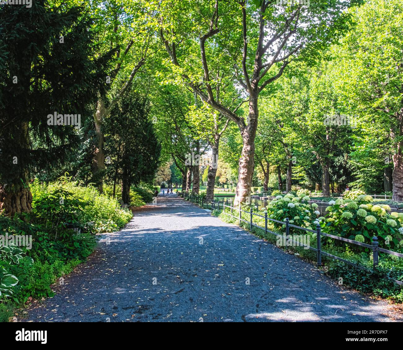 Tree-lined path in Summer in  Von der Schulenburg Park,Neukölln,Berlin Stock Photo