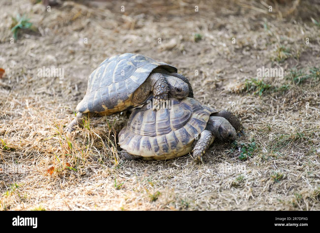 Two turtles mating. Mating season in animals Stock Photo Alamy