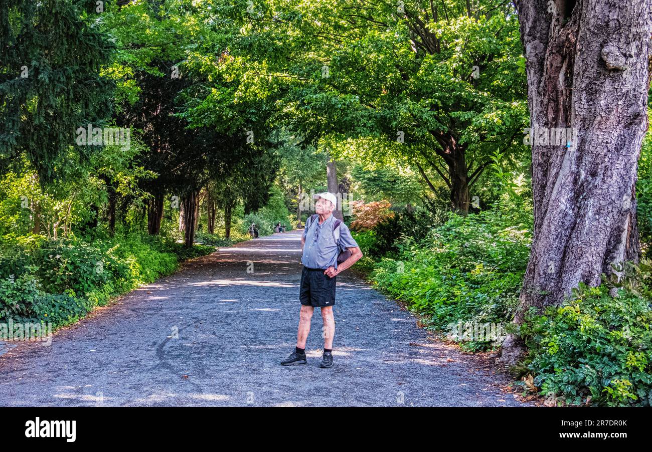 Tree-lined path in Summer in  Von der Schulenburg Park, Neukölln, Berlin Stock Photo