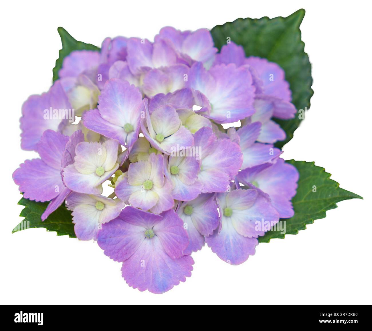 Blooming purple, pink, white hydrangeas. Isolated white background. Shilin Official Residence Hydrangea Exhibition. Taipei, Taiwan Stock Photo