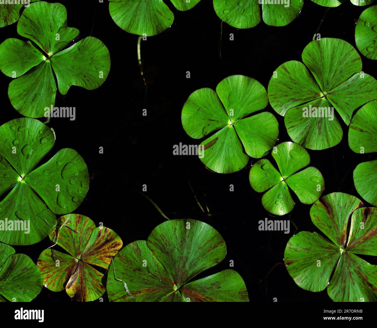 A vibrant green Marsilea Mutica plant is featured against a dark background Stock Photo
