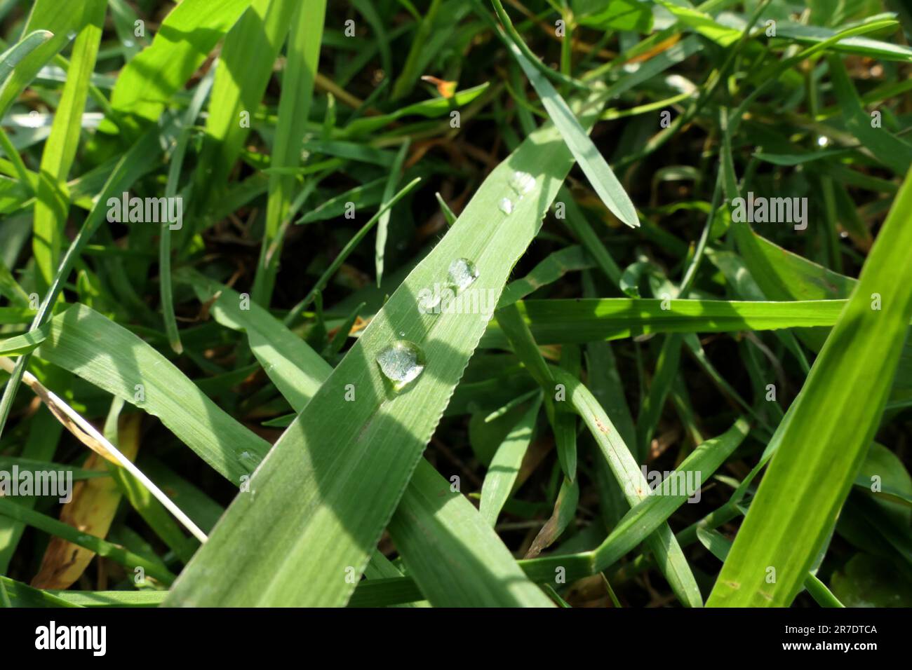 rain drops on a green grass Stock Photo