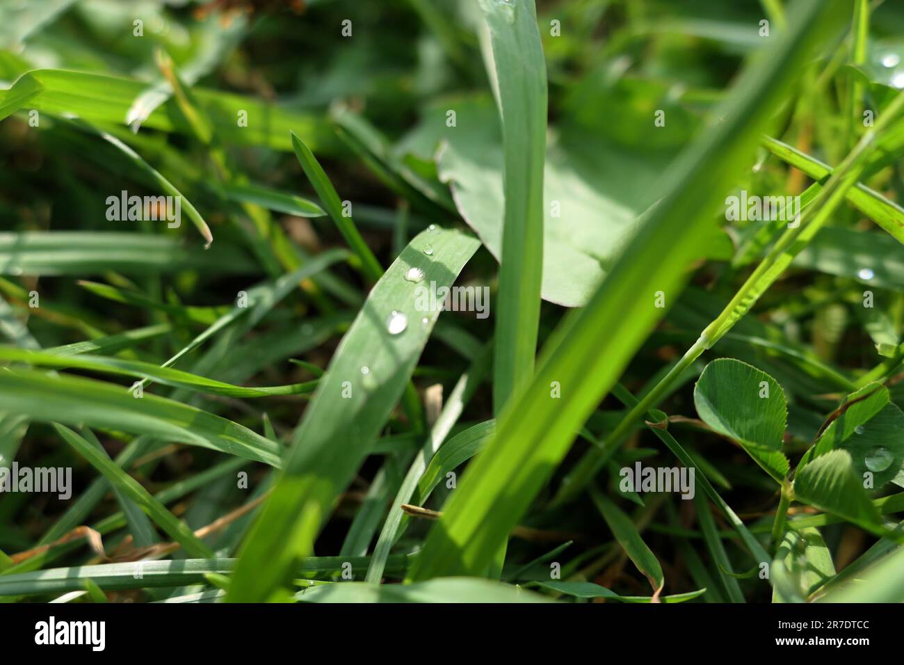 rain drops on a green grass Stock Photo