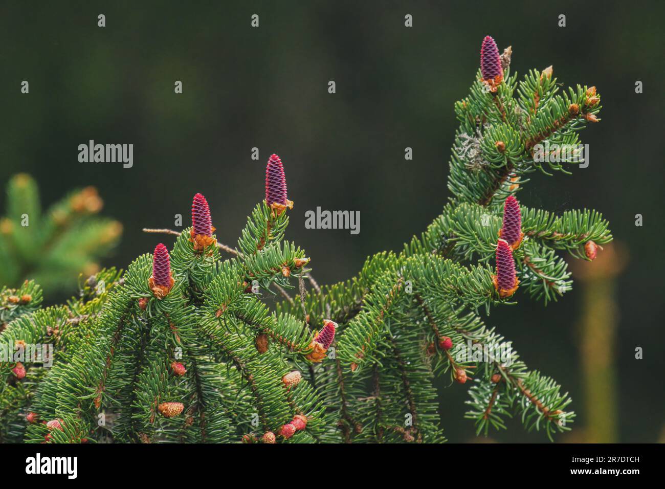 the young red cones from a spruce tree at a summer day on the mountains Stock Photo