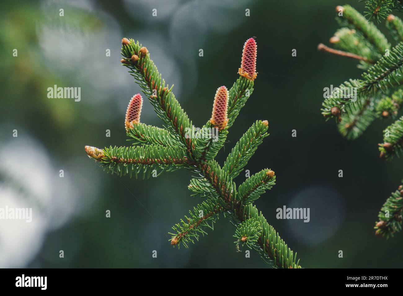 the young red cones from a spruce tree at a summer day on the mountains Stock Photo