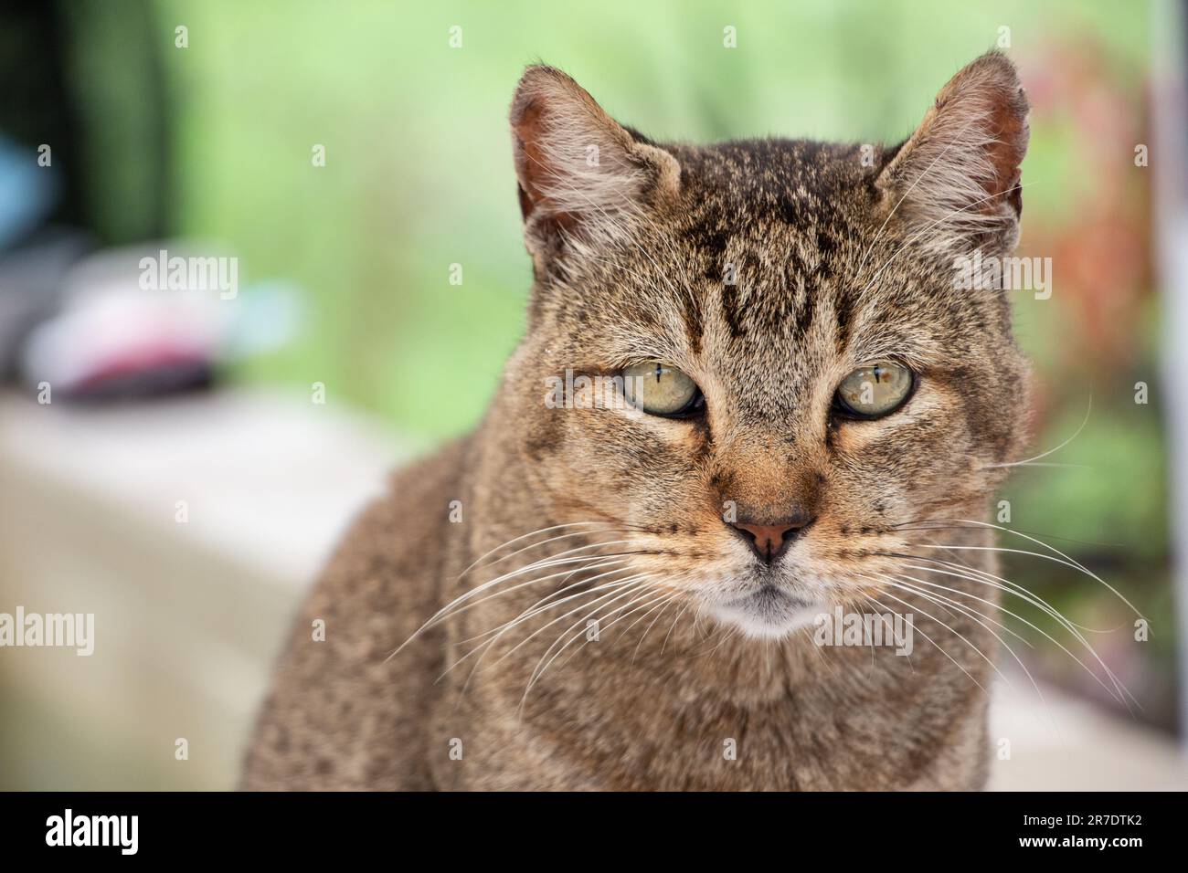 Dtk Cat Majestic fluffy tabby cat hi-res stock photography and images - Alamy