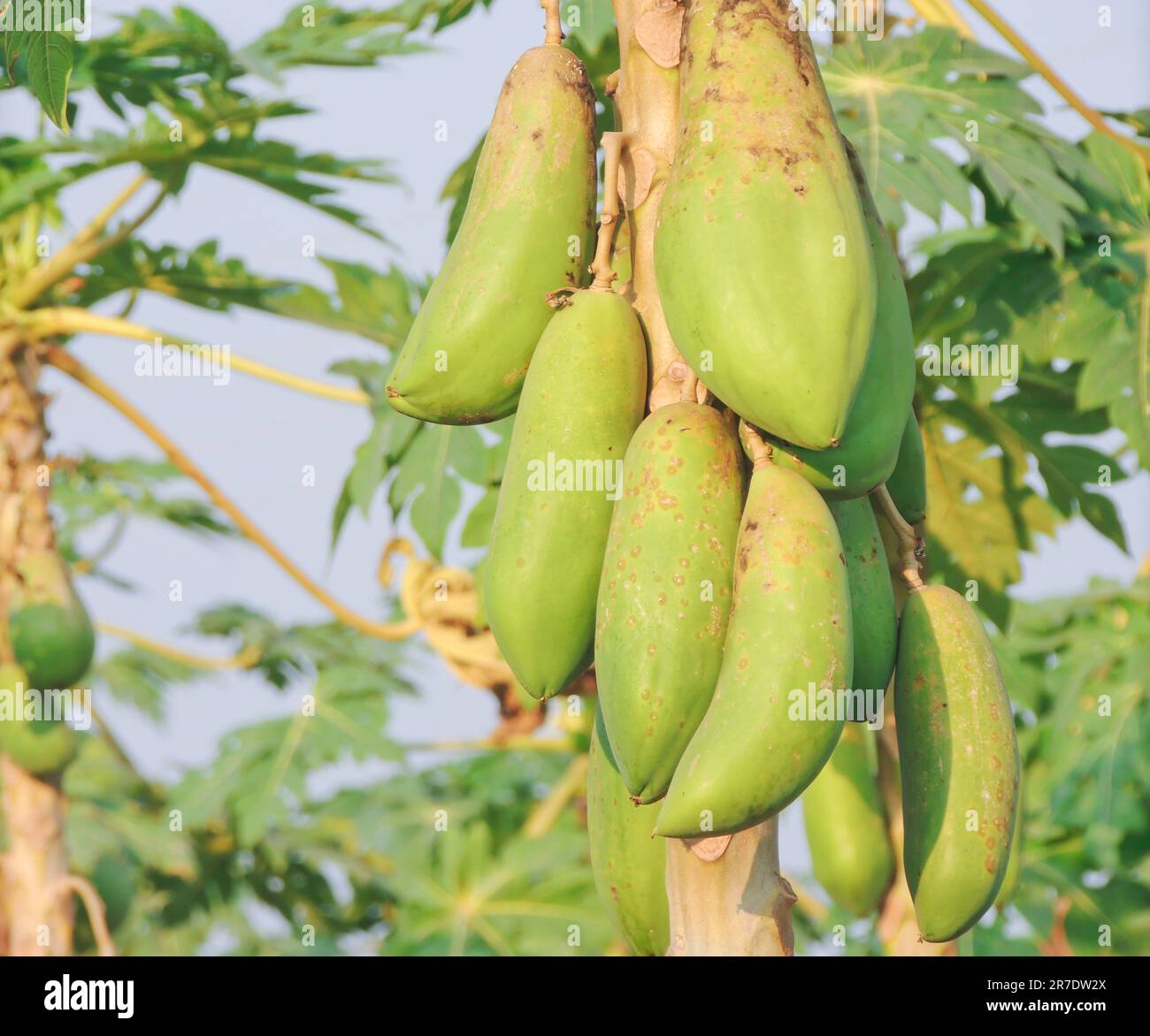 A lush, green tropical tree is laden with ripe yellow bananas, ready for harvest Stock Photo