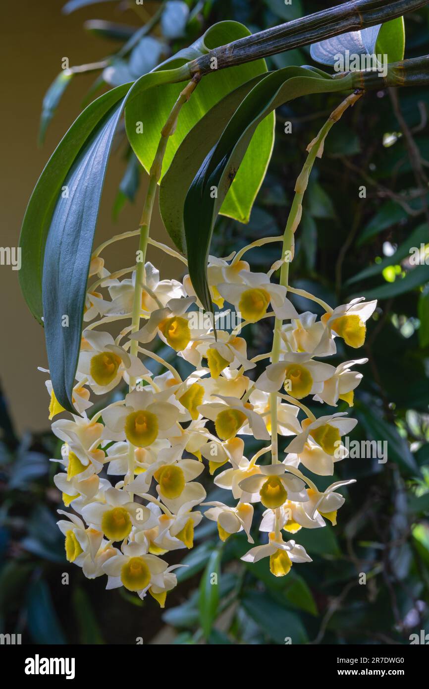 Closeup view of clusters of fresh white and yellow flowers of dendrobium palpebrae epiphytic orchid species blooming outdoors on natural background Stock Photo