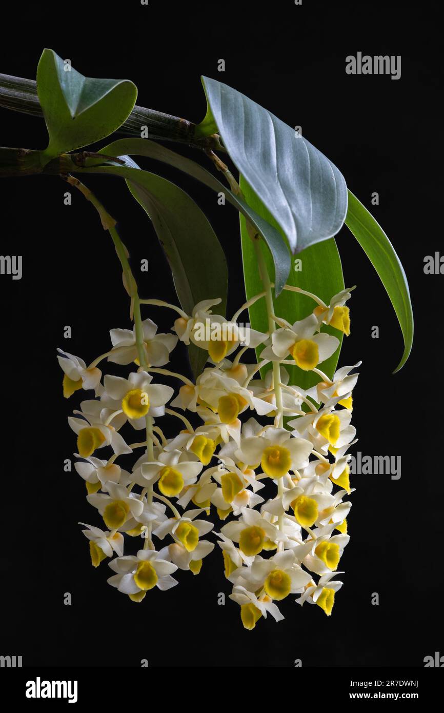 Closeup view of blooming clusters of fresh white and yellow flowers of dendrobium palpebrae epiphytic orchid species isolated on black background Stock Photo