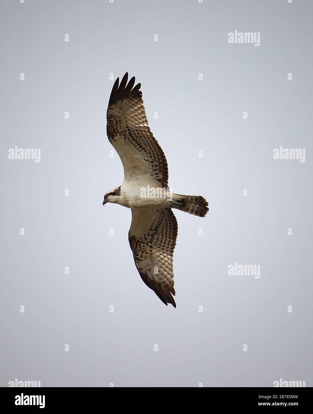 A majestic osprey bird soaring through the clear blue sky, its wingspan ...