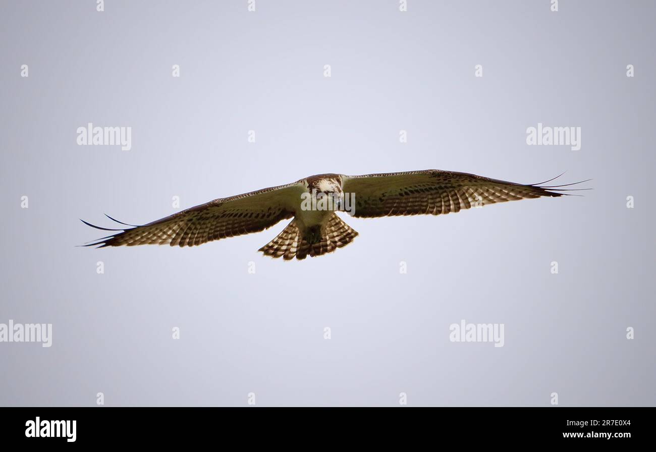 A majestic osprey bird soaring through the clear blue sky, its wingspan ...