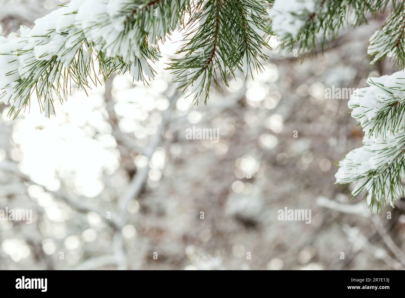 Evergreen Branches on White Stock Photo - Image of white, background:  103085324