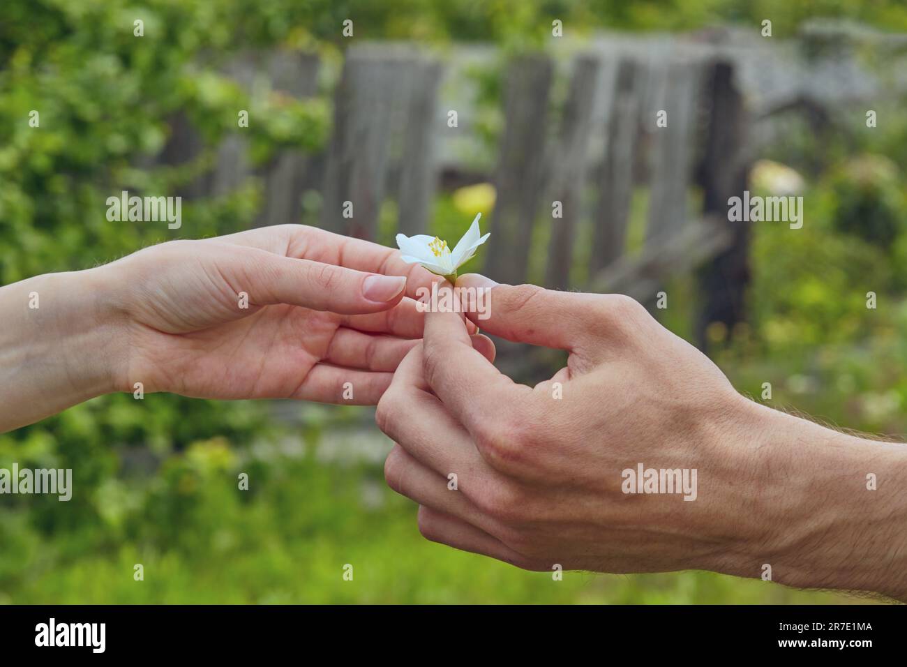 Male hand gives a white flower to a woman. Flower in the hands. Chubushnik Philadelphus. Flower as a gift and a symbol of love concept.Hand of a man a Stock Photo