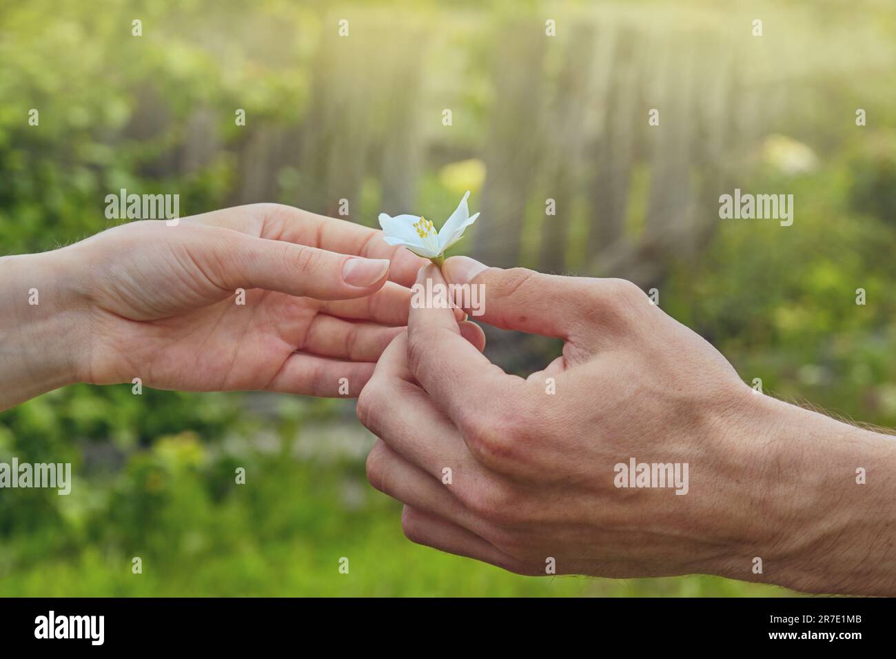 Male hand gives a white flower to a woman. Flower in the hands. Chubushnik Philadelphus. Flower as a gift and a symbol of love concept.Hand of a man a Stock Photo