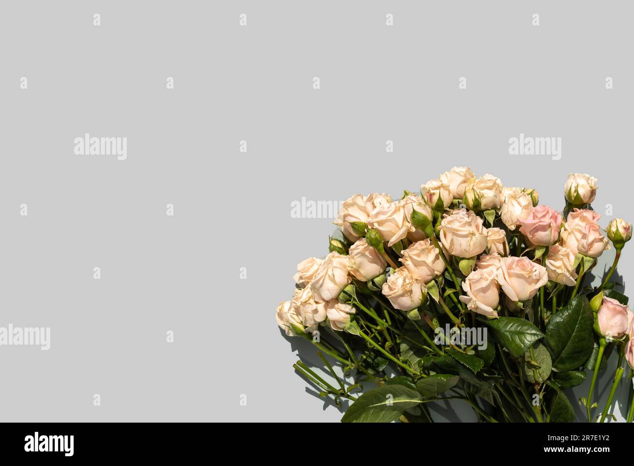 Flowers isolated to create a postcard and your ideas Stock Photo