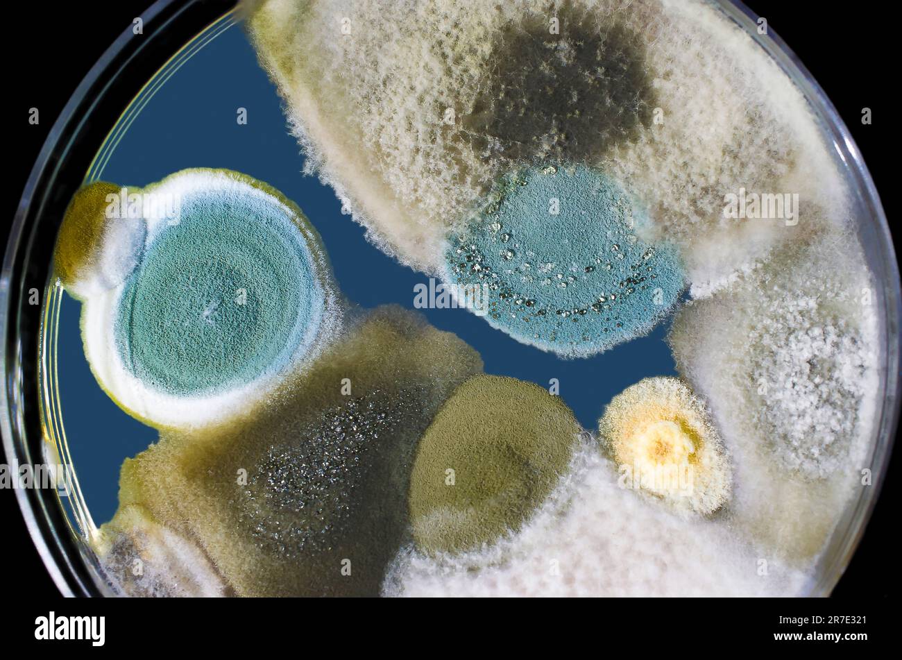 Colonies of mold fungi cultivated from indoor air on a Petri dish with Sabourad dextrose agar. Stock Photo