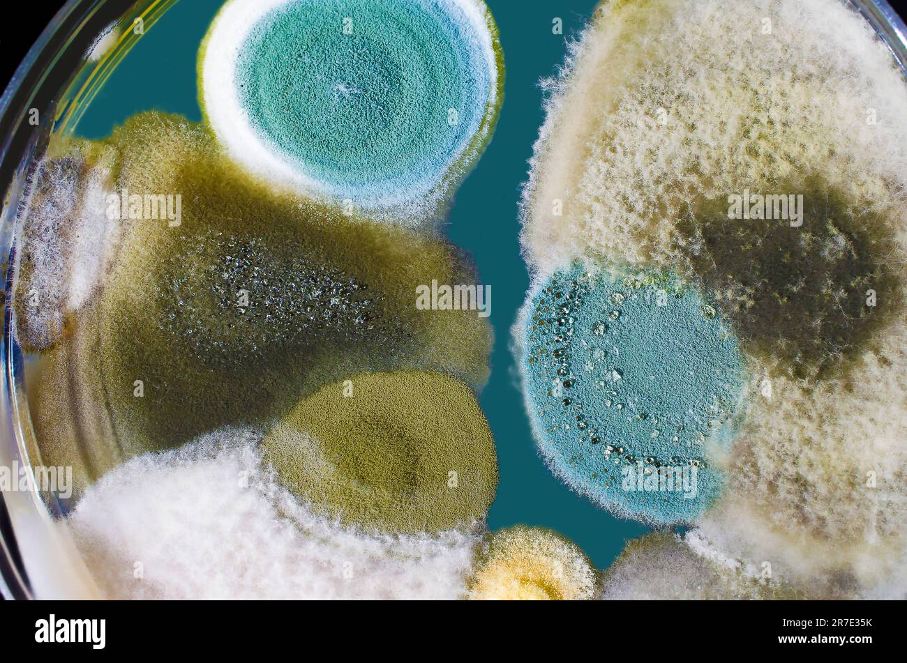 Colonies of mold fungi cultivated from indoor air on a Petri dish with Sabourad dextrose agar. Stock Photo