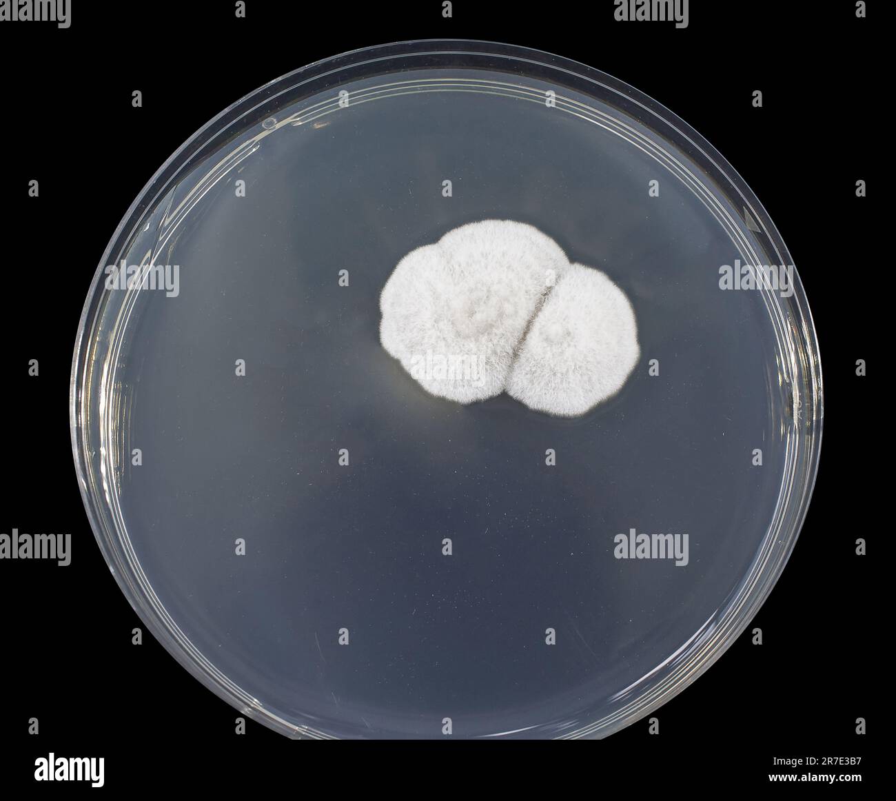 Colony of a mold fungus cultivated from indoor air on a Petri dish with Sabourad dextrose agar. Stock Photo