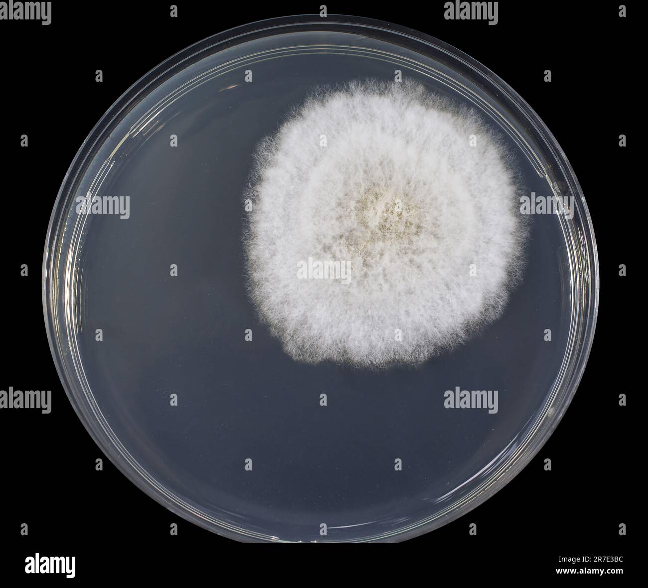 Colony of a mold fungus cultivated from indoor air on a Petri dish with Sabourad dextrose agar. Stock Photo