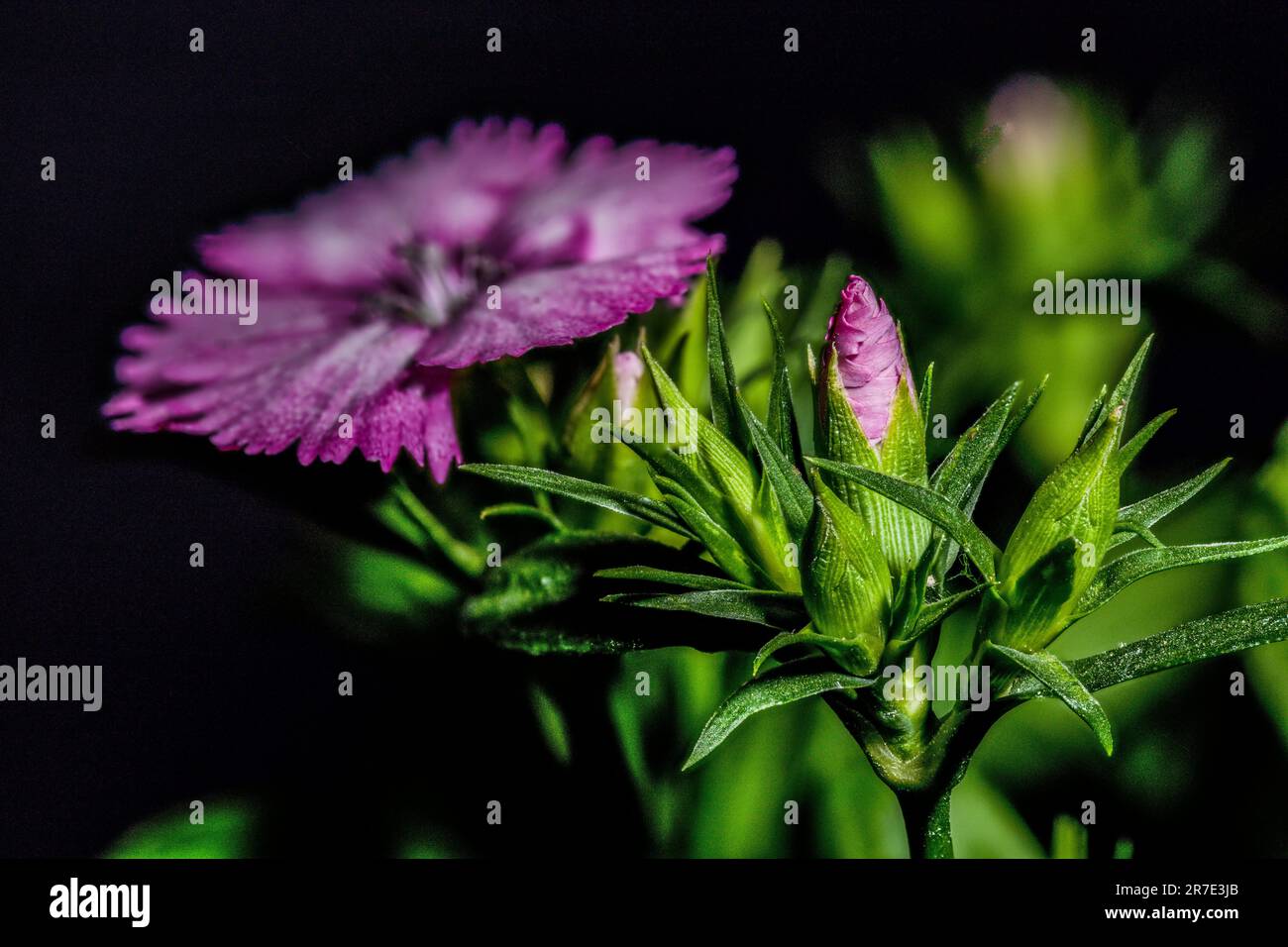 Two blooming purple Dianthuses atop a lush green plant with long, vibrant leaves Stock Photo