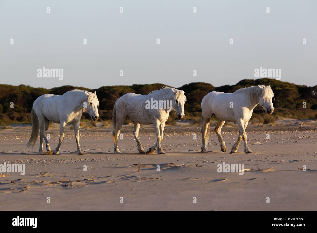 Camargue Horses on the Beach, Saintes Marie de la Mer in Camargue, in the South of France Stock Photo