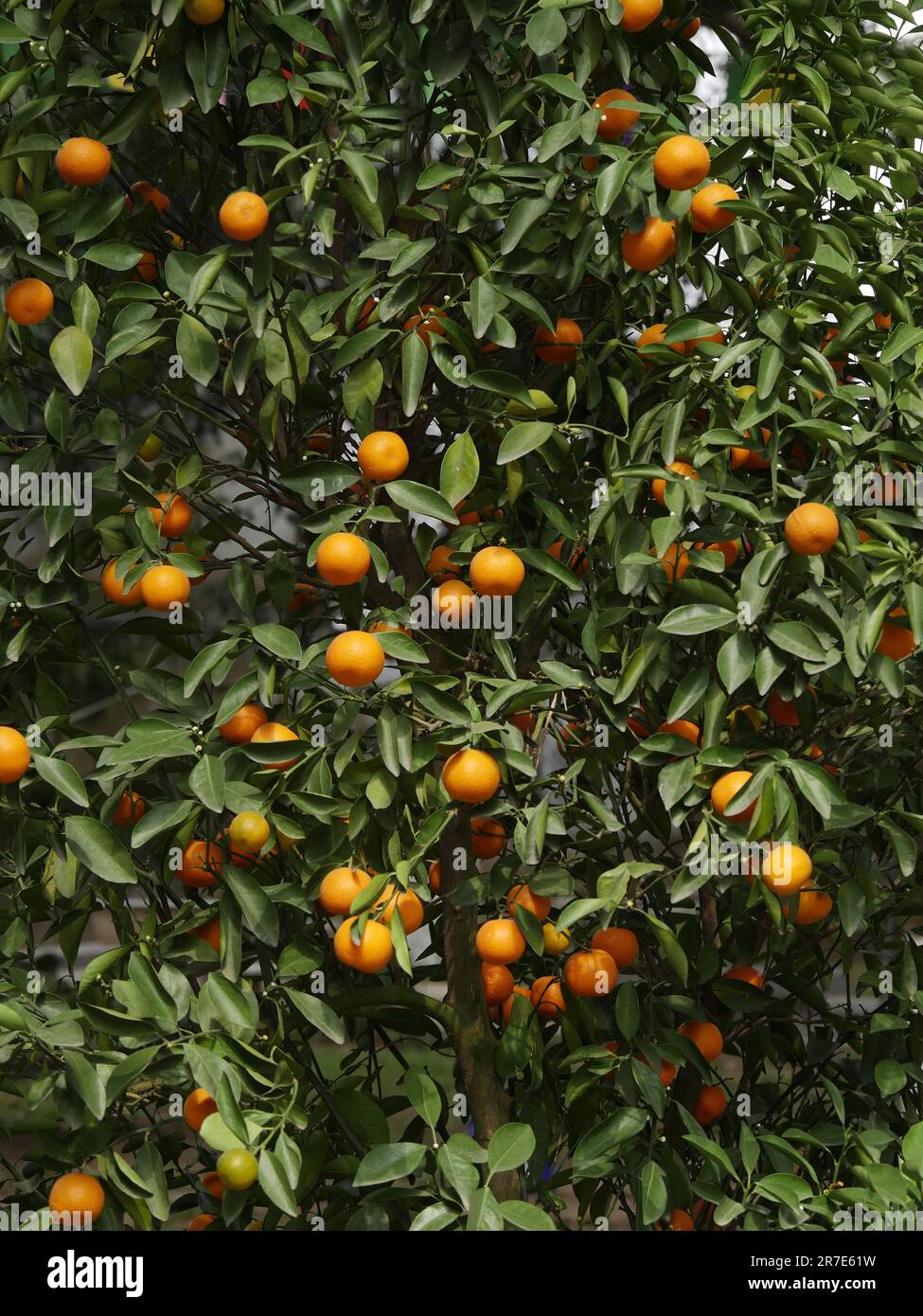 Kumquat, fortunella margarita, Hanoi in Vietnam Stock Photo