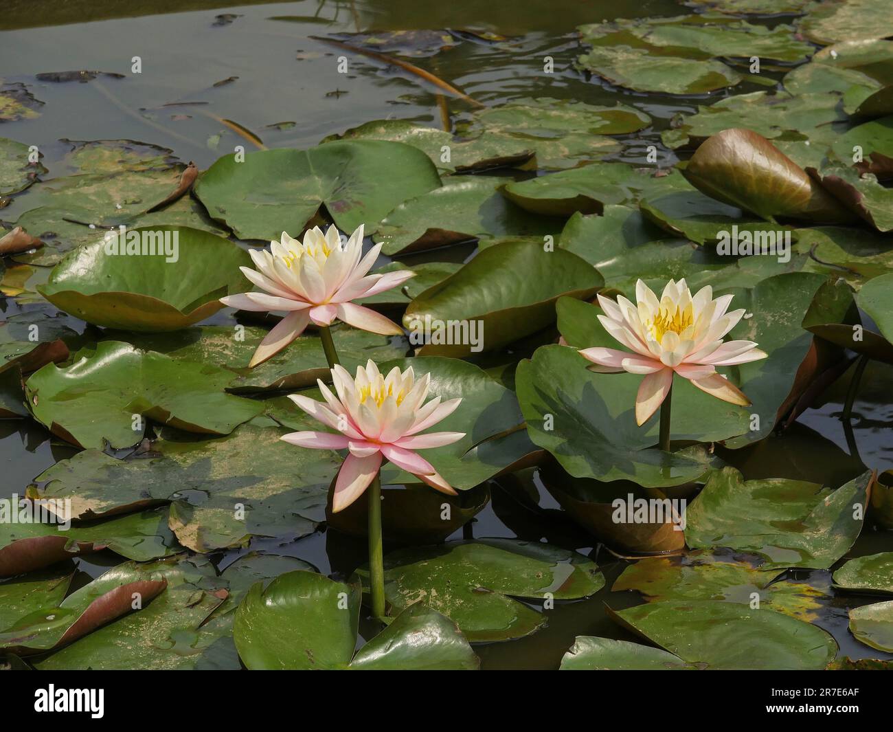 Vietnam, Thua Thien Hue Province, Hue City, listed at World Heritage site by Unesco, Water lily at Forbidden City or Purple City in the Heart of Imper Stock Photo