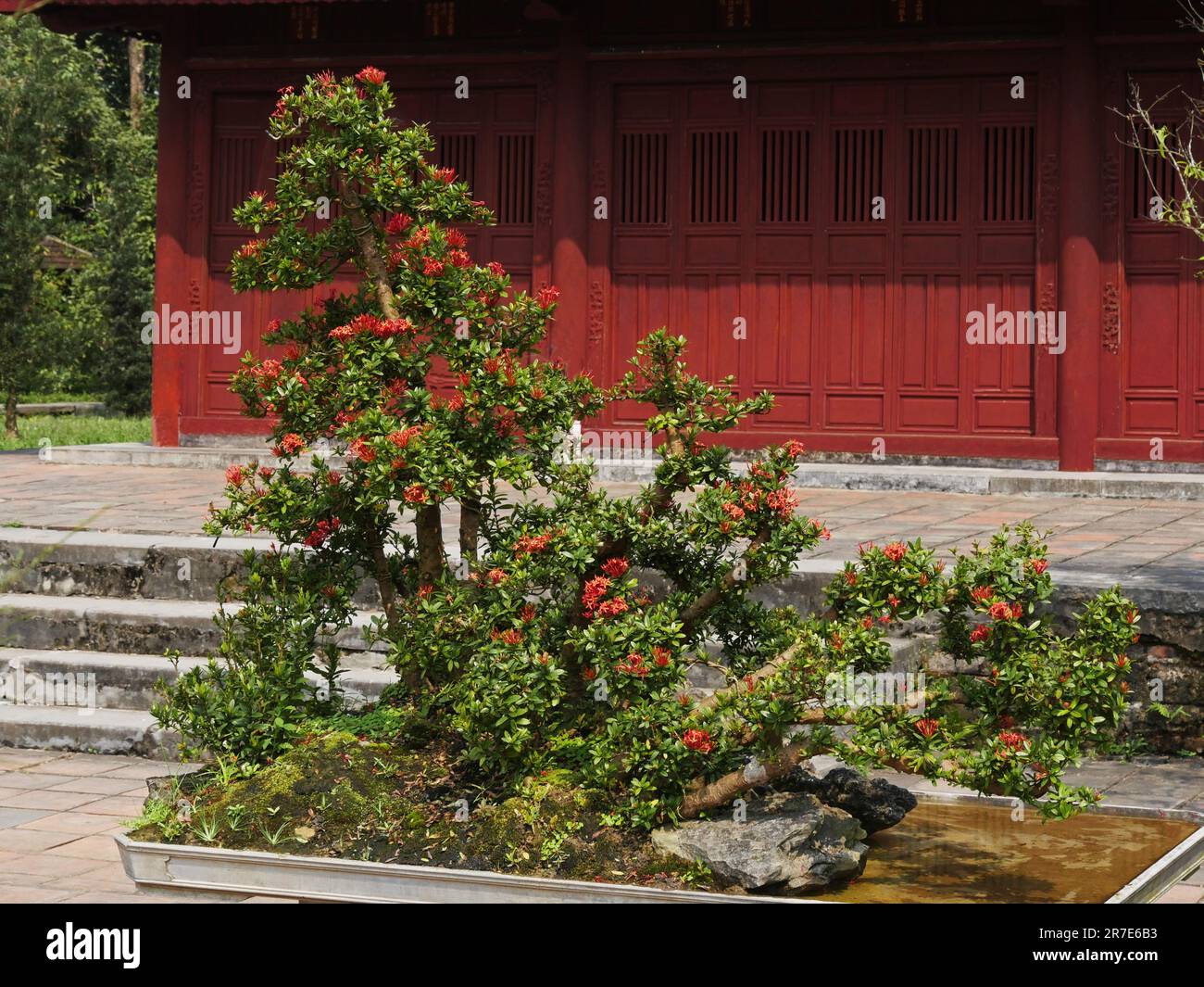 Vietnam, Thua Thien Hue Province, Hue City, listed at World Heritage site by Unesco, Blooming Bonsai at Forbidden City or Purple City in the Heart of Stock Photo
