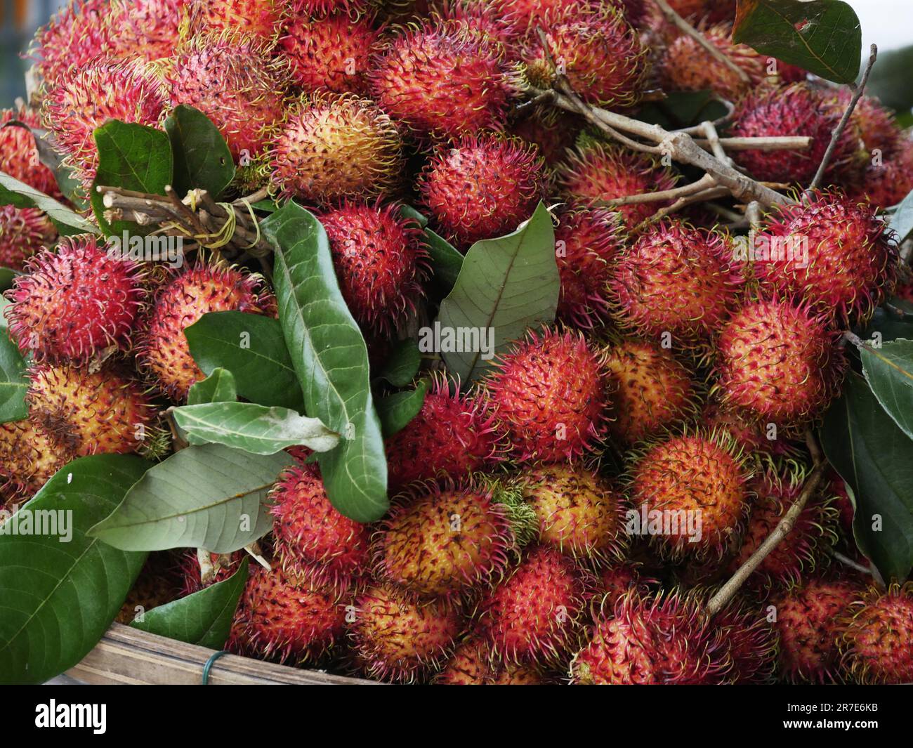 Vietnam, Quang Nam Province, Hoi An City, the Market, stall with Rambutans, nephelium lappaceum Stock Photo