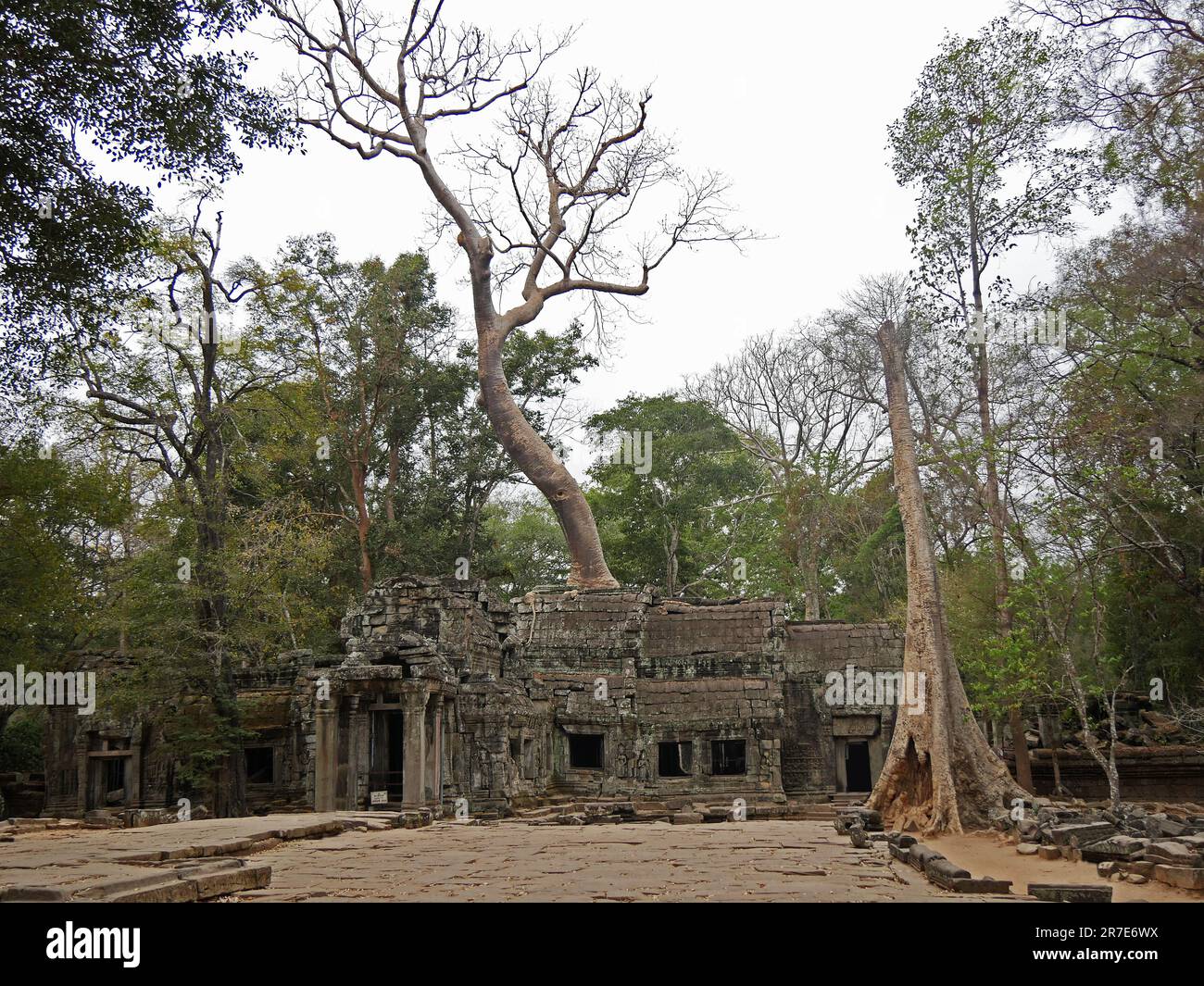 Ruins at Ta Prohm Temple, Siem Reap Province, Angkor's Temple Complex Site listed as World Heritage by Unesco in 1192, built in 1186 by King Jayavarma Stock Photo