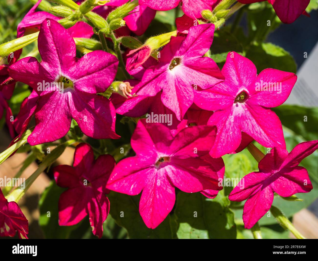 Dark pink summer flowers of the annual tobacco plant, Nicotiana alata 'Saratago Mixed' Stock Photo