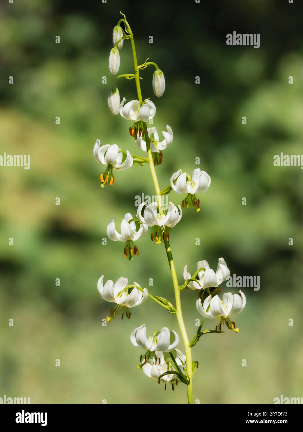White turkscap flowers of the woodland lily bulb, Lilium martagon 'Album' Stock Photo