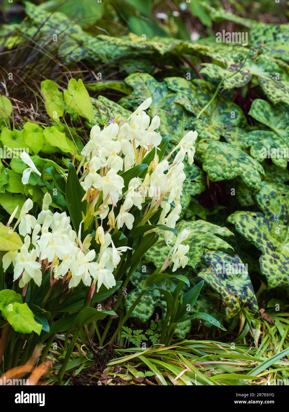 Shade planting of foliage of Podophyllum 'Spotty Dotty' and Epimedium 'Amber Queen' with flowers of  Roscoea 'Kew Beauty' Stock Photo