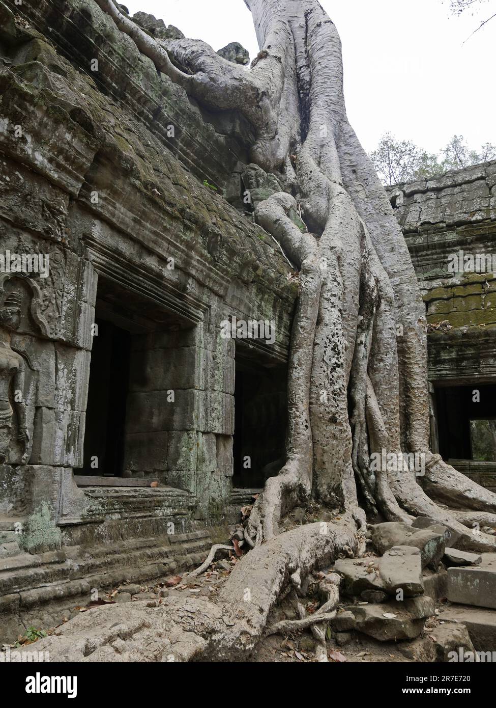 Tree roots grow over the ancient Ta Prohm temple, Siem Reap Province, Angkor's Temple Complex Site listed as World Heritage by Unesco in 1192, built i Stock Photo
