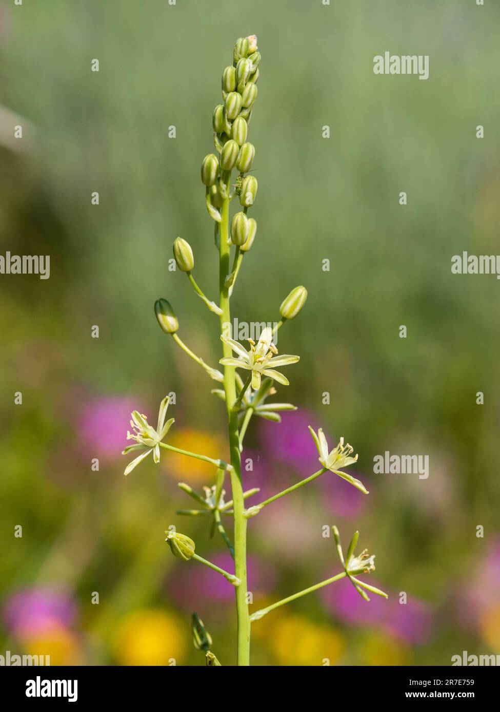 Green-white flowers on the edible stems of the UK native bulb, Ornithogalum pyrenaicum Stock Photo